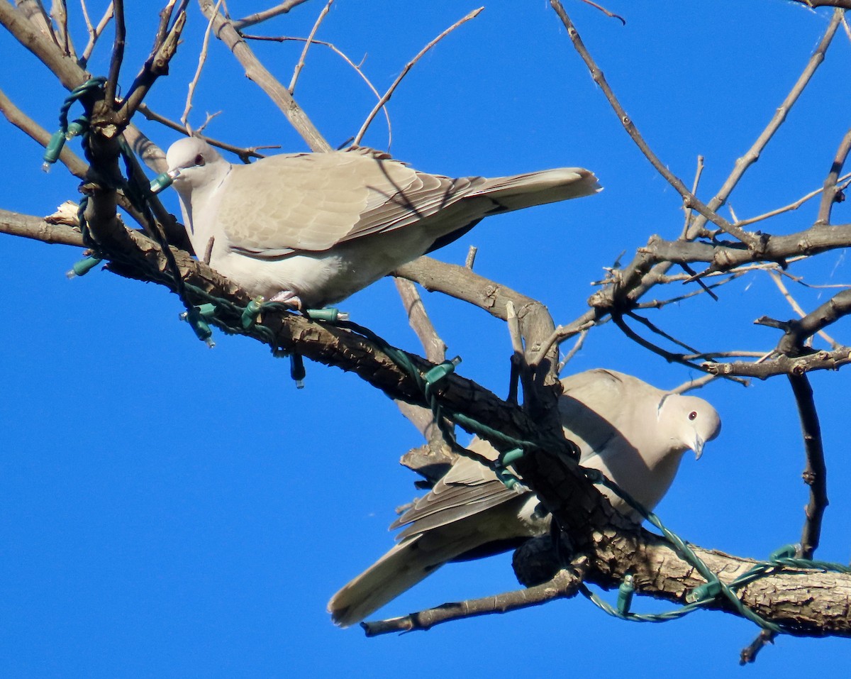 Горлиця садова - ML646700773