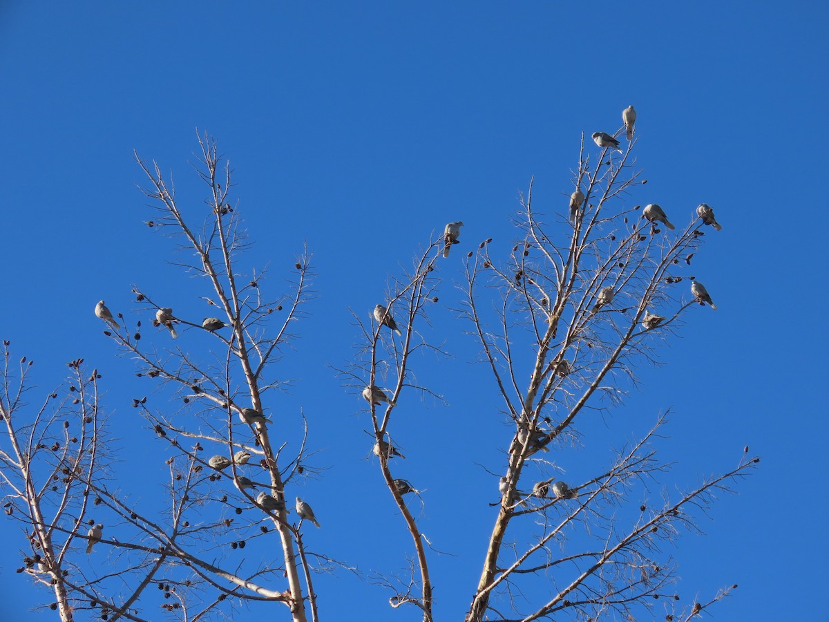 Буулгат хүүрзгэнэ - ML646700774