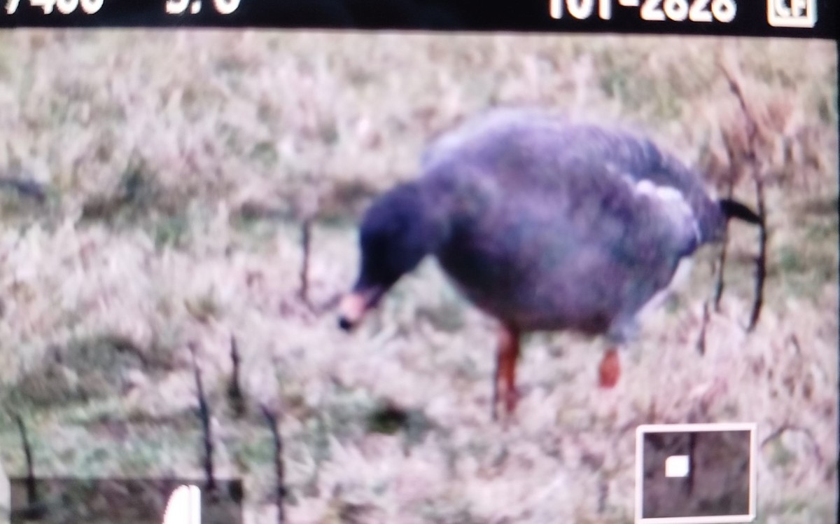 tundrasædgås - ML646700775