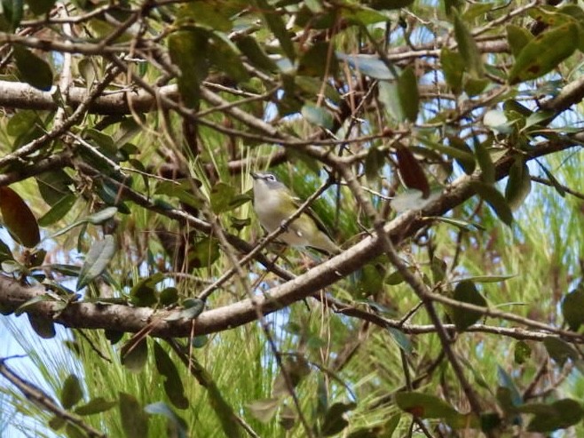 eremittvireo - ML646700776