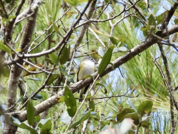 eremittvireo - ML646700777