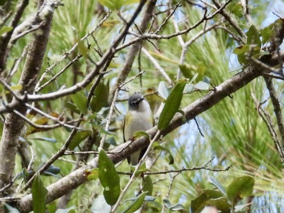 eremittvireo - ML646700778