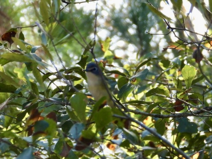 eremittvireo - ML646700779