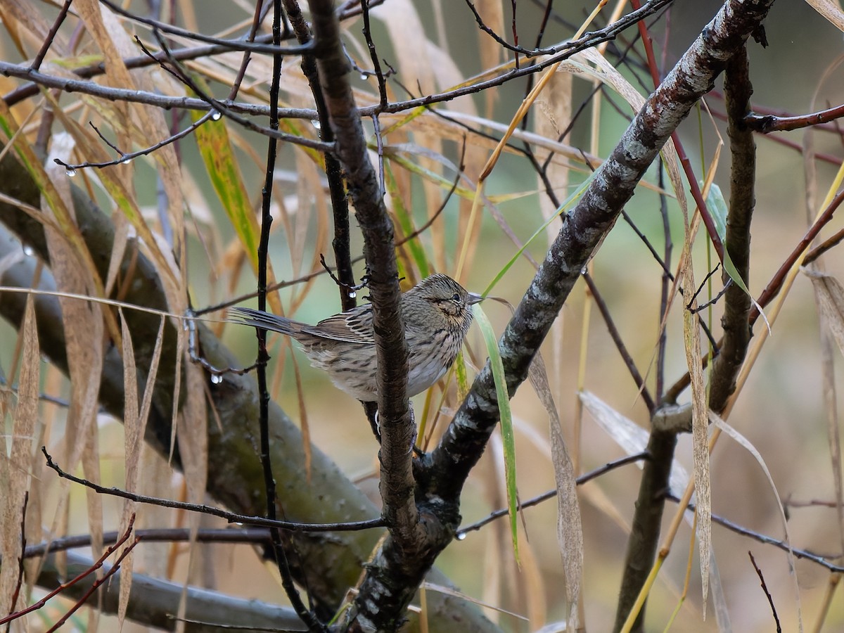 strnadec pruhohlavý - ML646700781