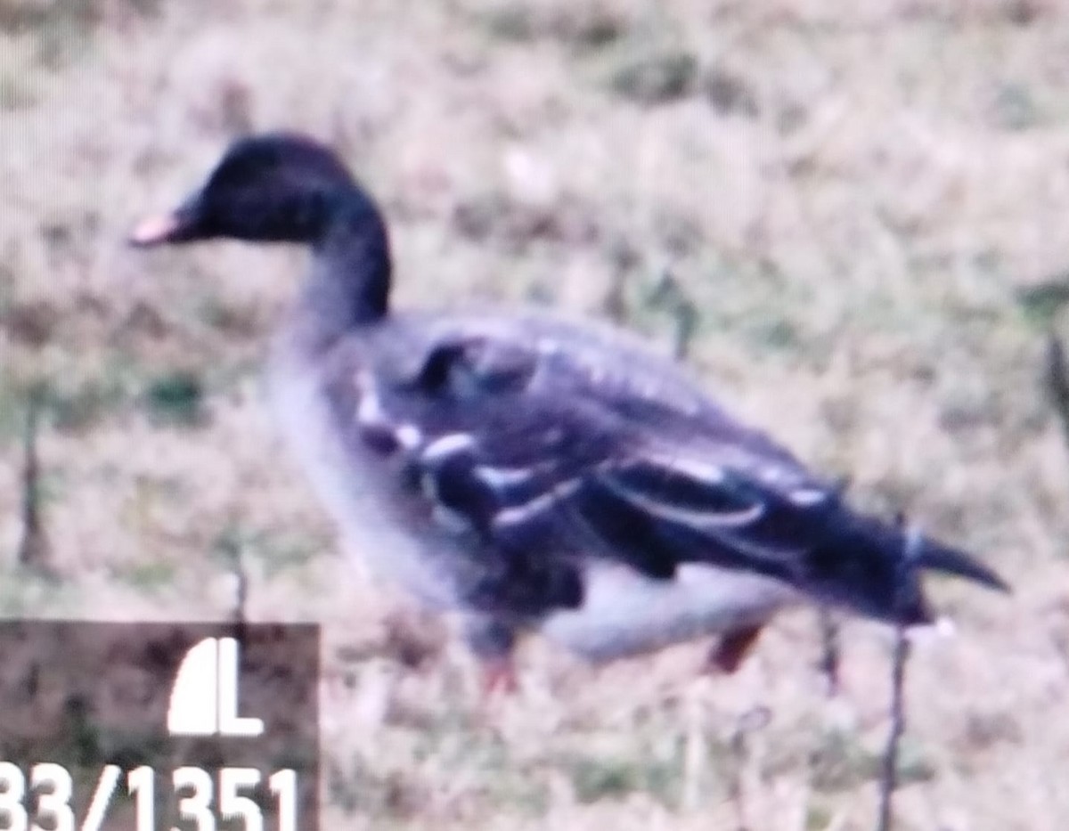 tundrasædgås - ML646700782