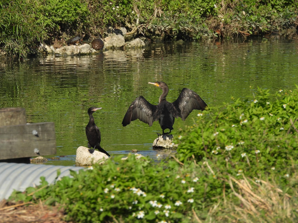 Ohrenscharbe - ML646700783