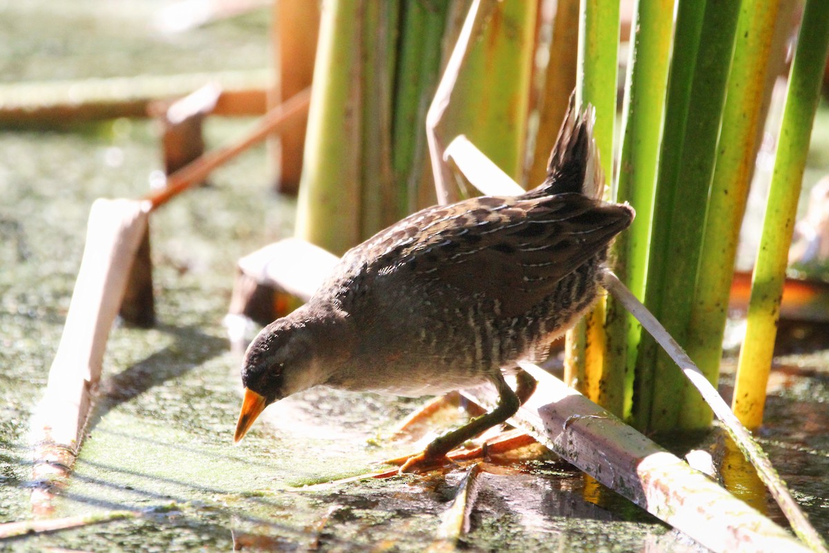 カオグロクイナ - ML646700784