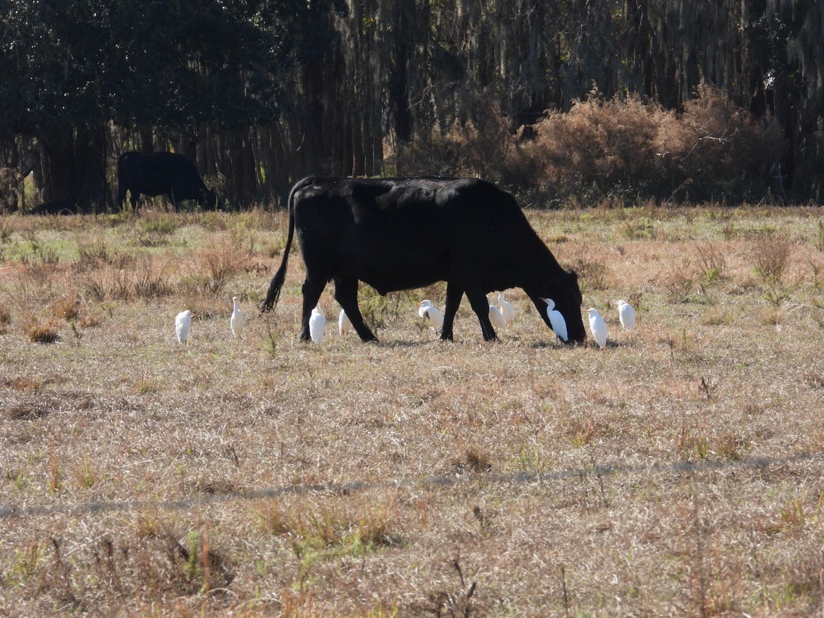 kuhegre - ML646700785