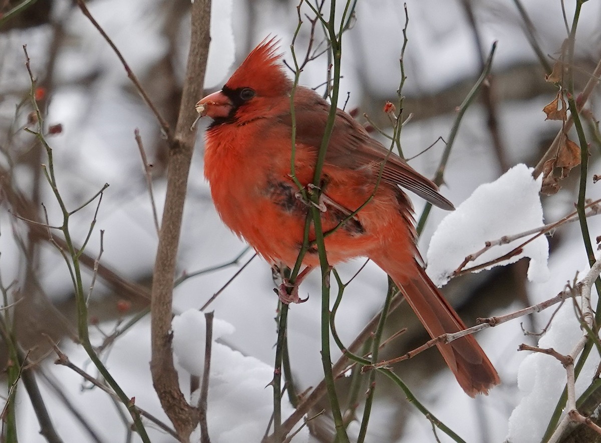 Northern Cardinal - ML646700786