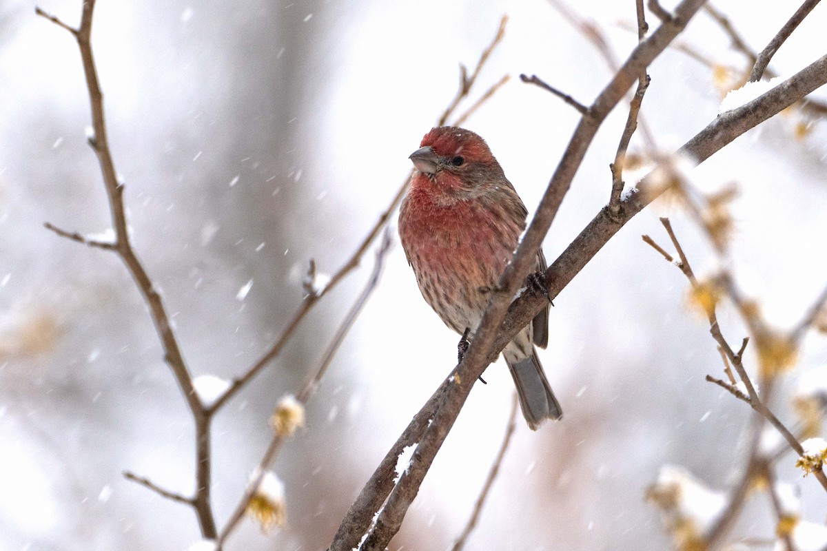 Мексиканская чечевица - ML646700787