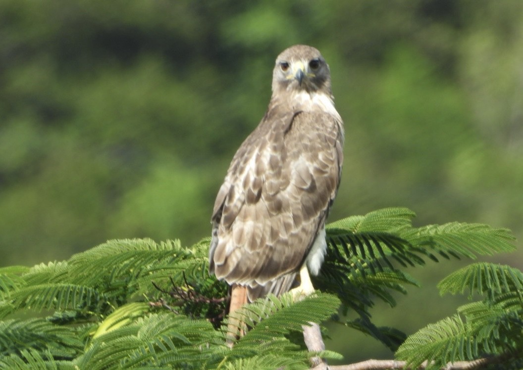 Buse à queue rousse - ML646700794