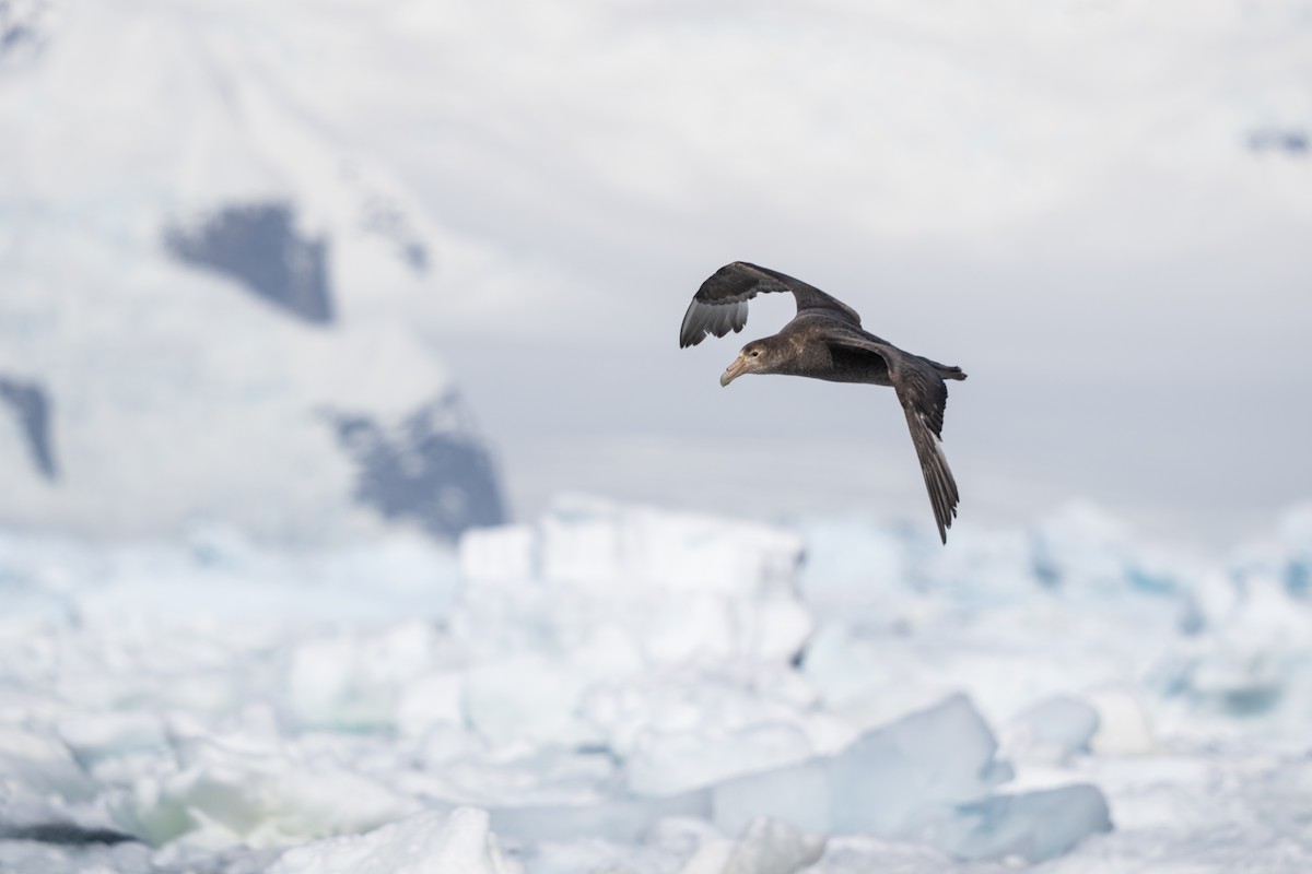 סערון-ענק דרומי - ML646700795