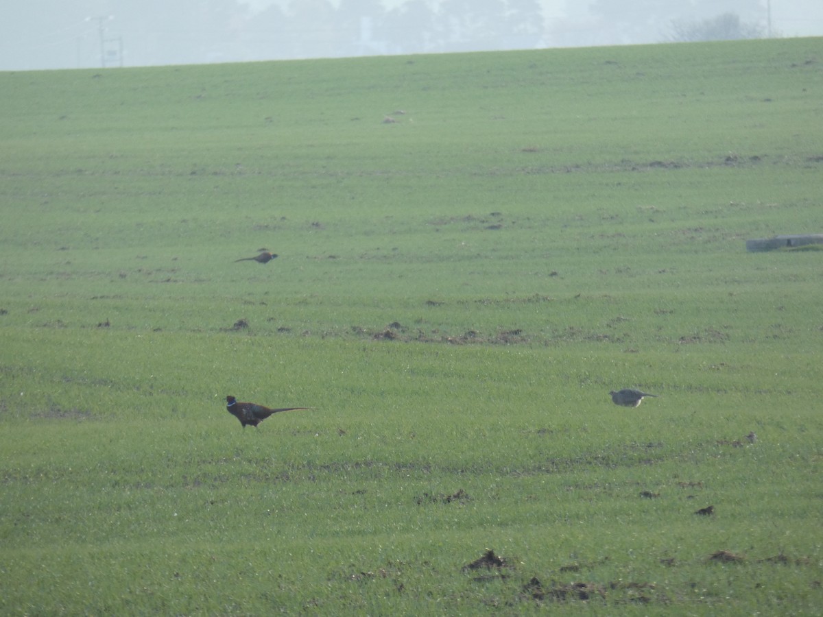 Фазан звичайний - ML646700796