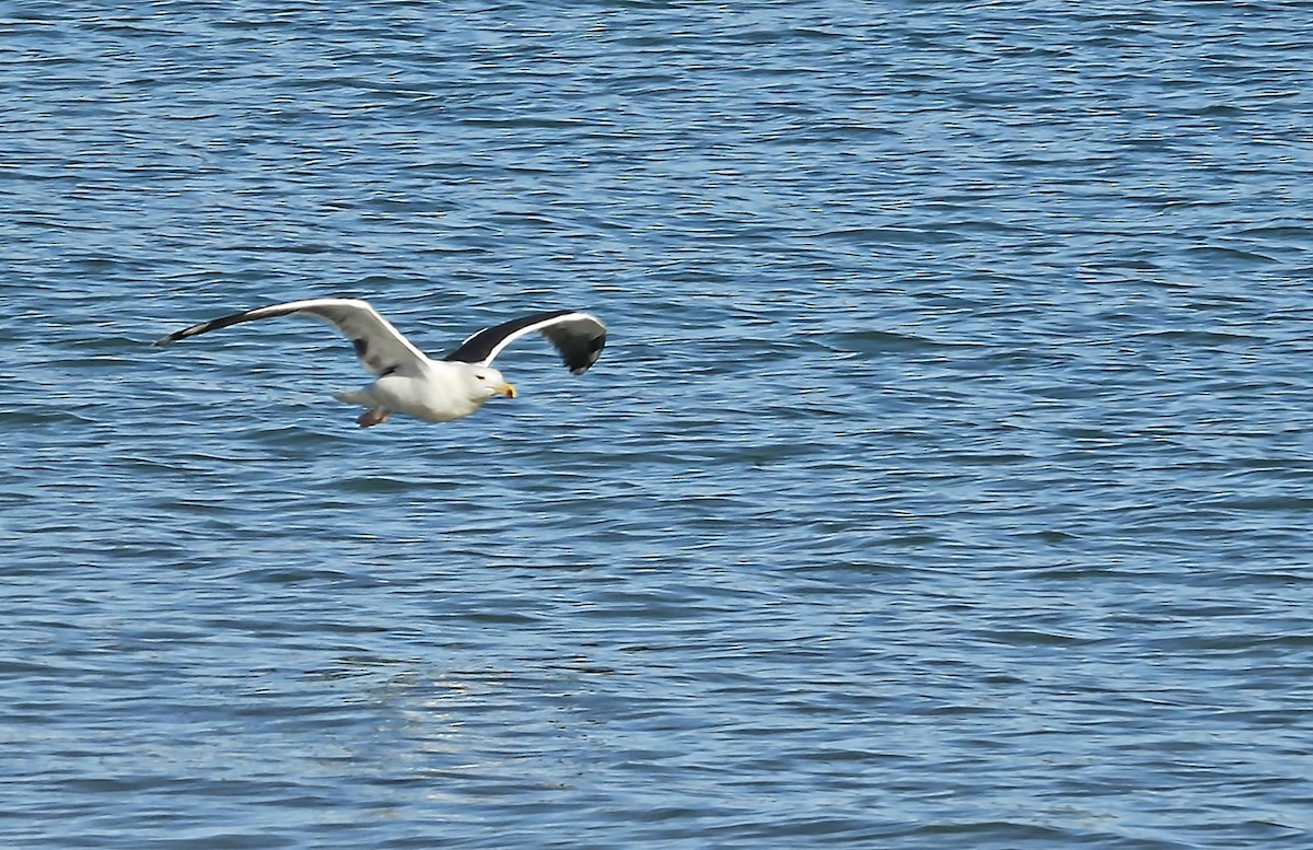 Büyük Kara Sırtlı Martı - ML646700798