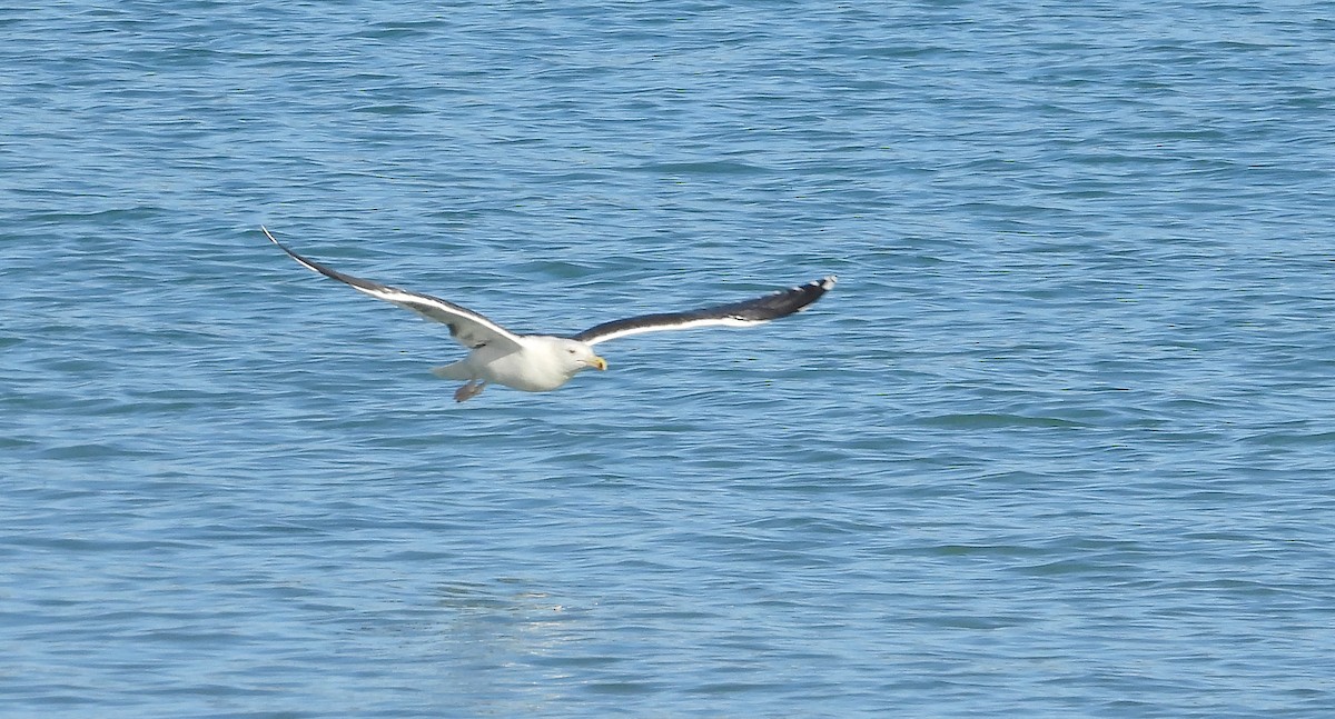 Büyük Kara Sırtlı Martı - ML646700800