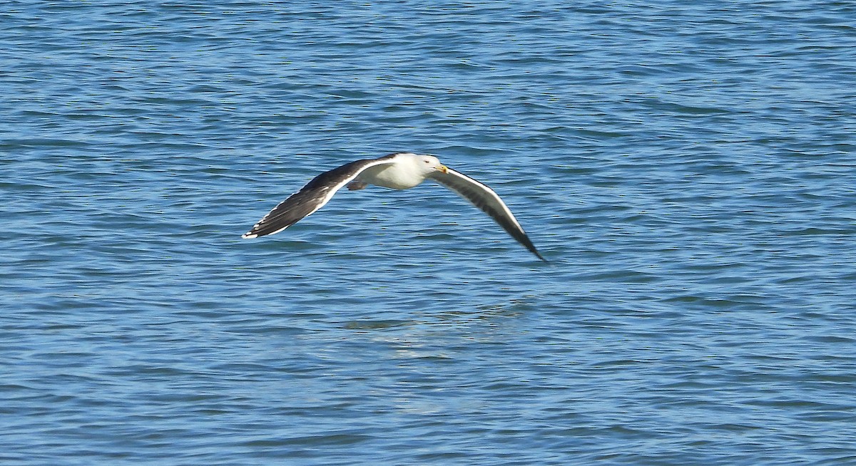 Büyük Kara Sırtlı Martı - ML646700801