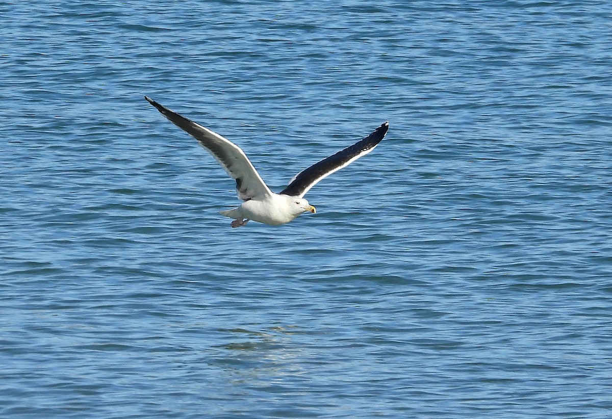 Büyük Kara Sırtlı Martı - ML646700802