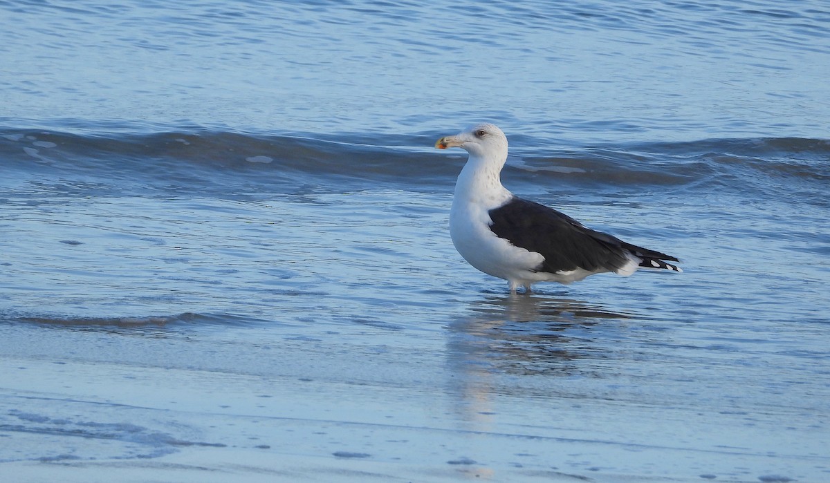 Мартин морський - ML646700805