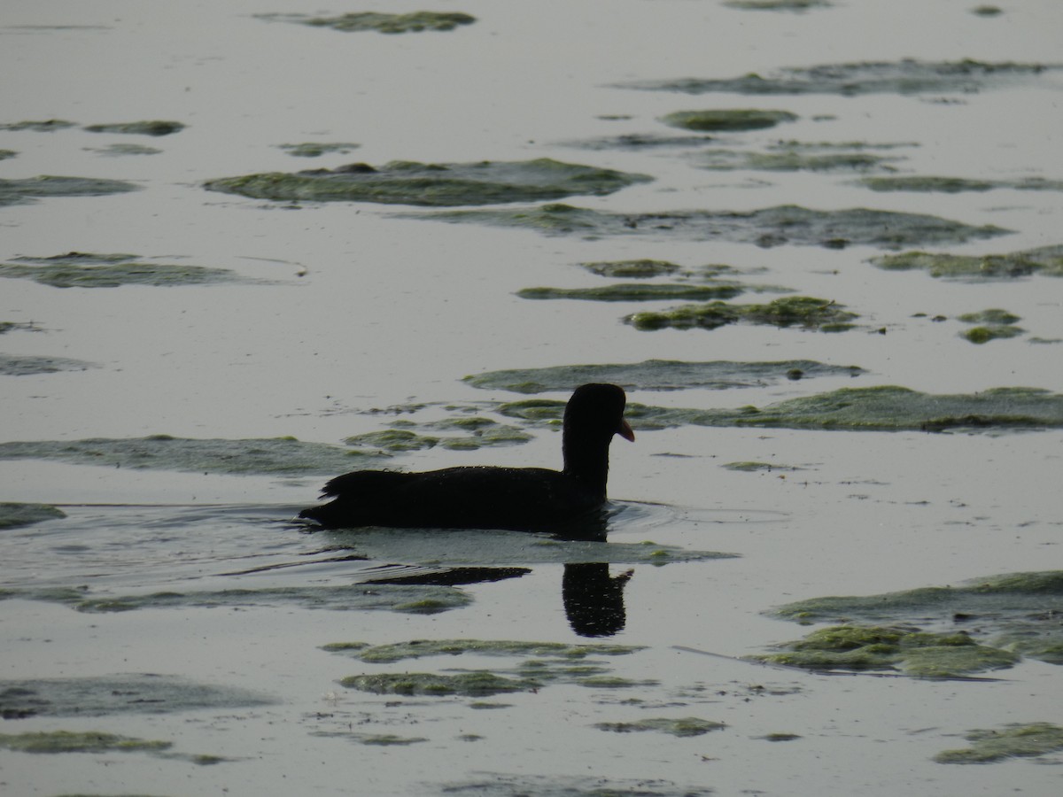 Лиска звичайна - ML646700806