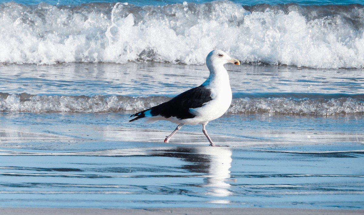 Büyük Kara Sırtlı Martı - ML646700807