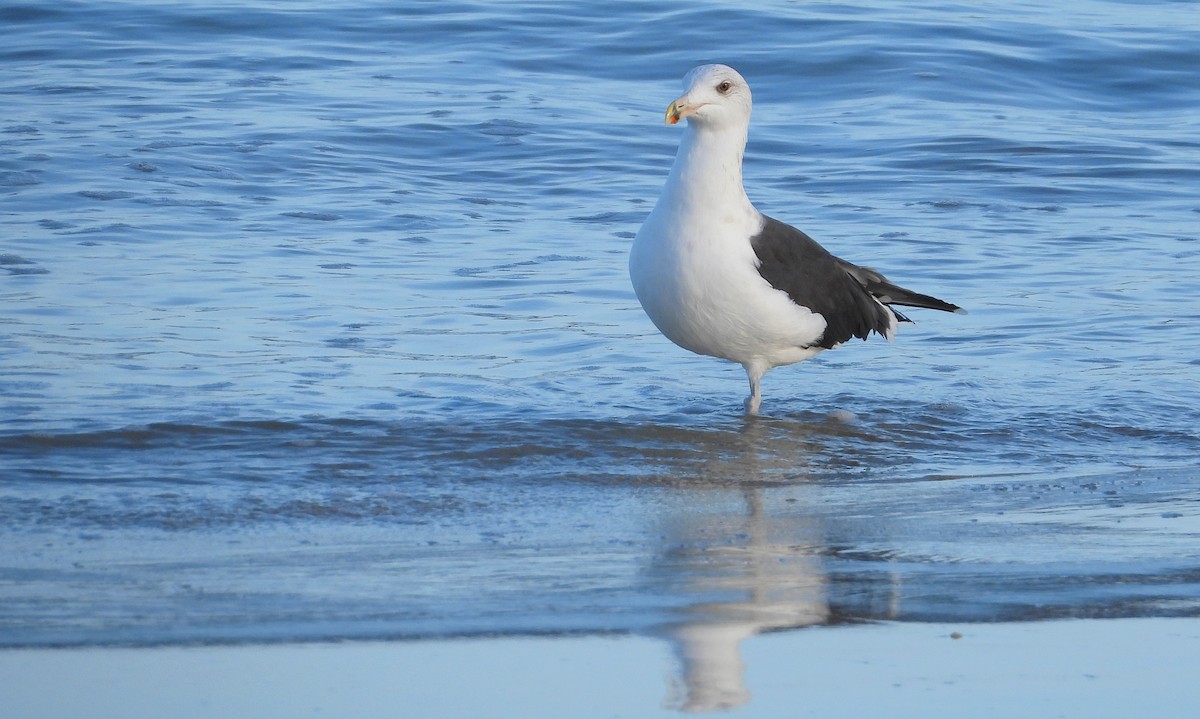 Büyük Kara Sırtlı Martı - ML646700808