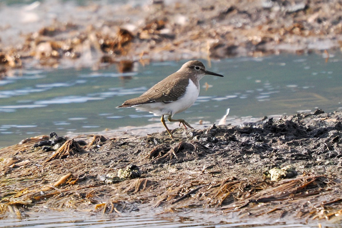Набережник палеарктичний - ML646700809