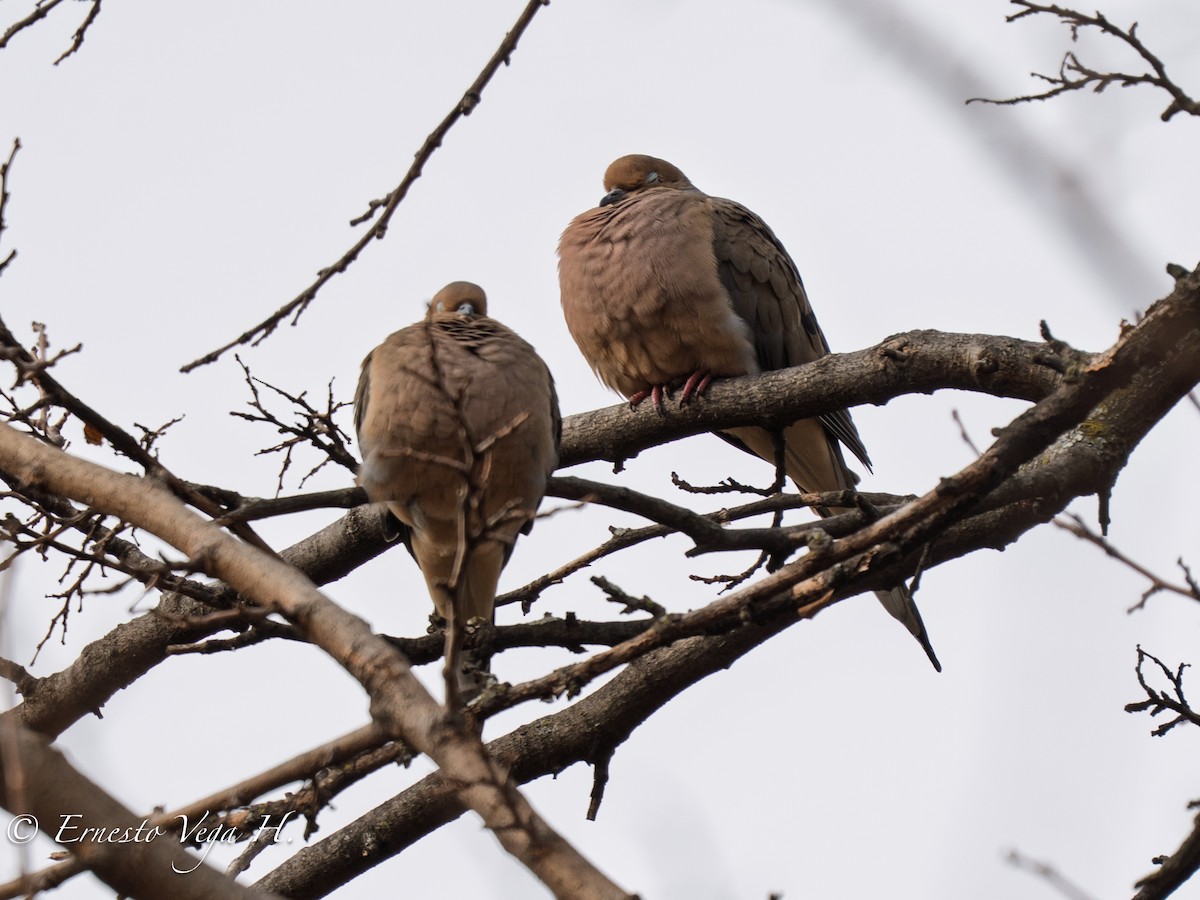 Зенаїда північна - ML646700810