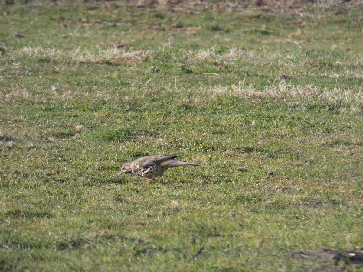 Mistle Thrush - ML646700812