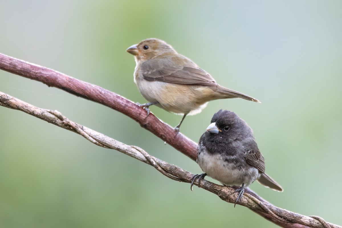 Зерноїд пампасовий - ML646700813