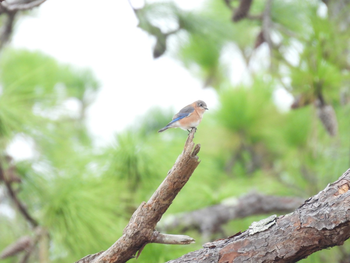 Блакитник східний - ML646700814