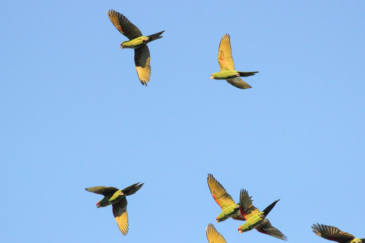 Аратинга червоноголовий - ML646700815