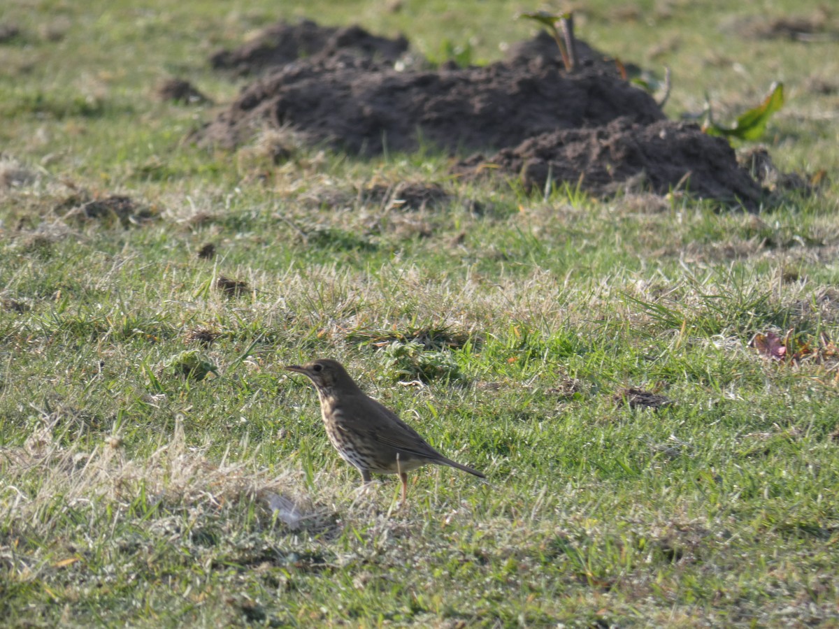Дрізд співочий - ML646700816