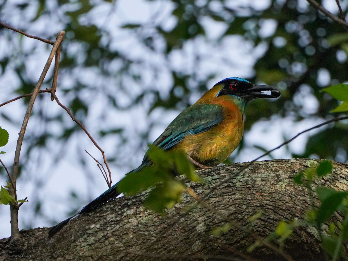 Момот садовий - ML646700817