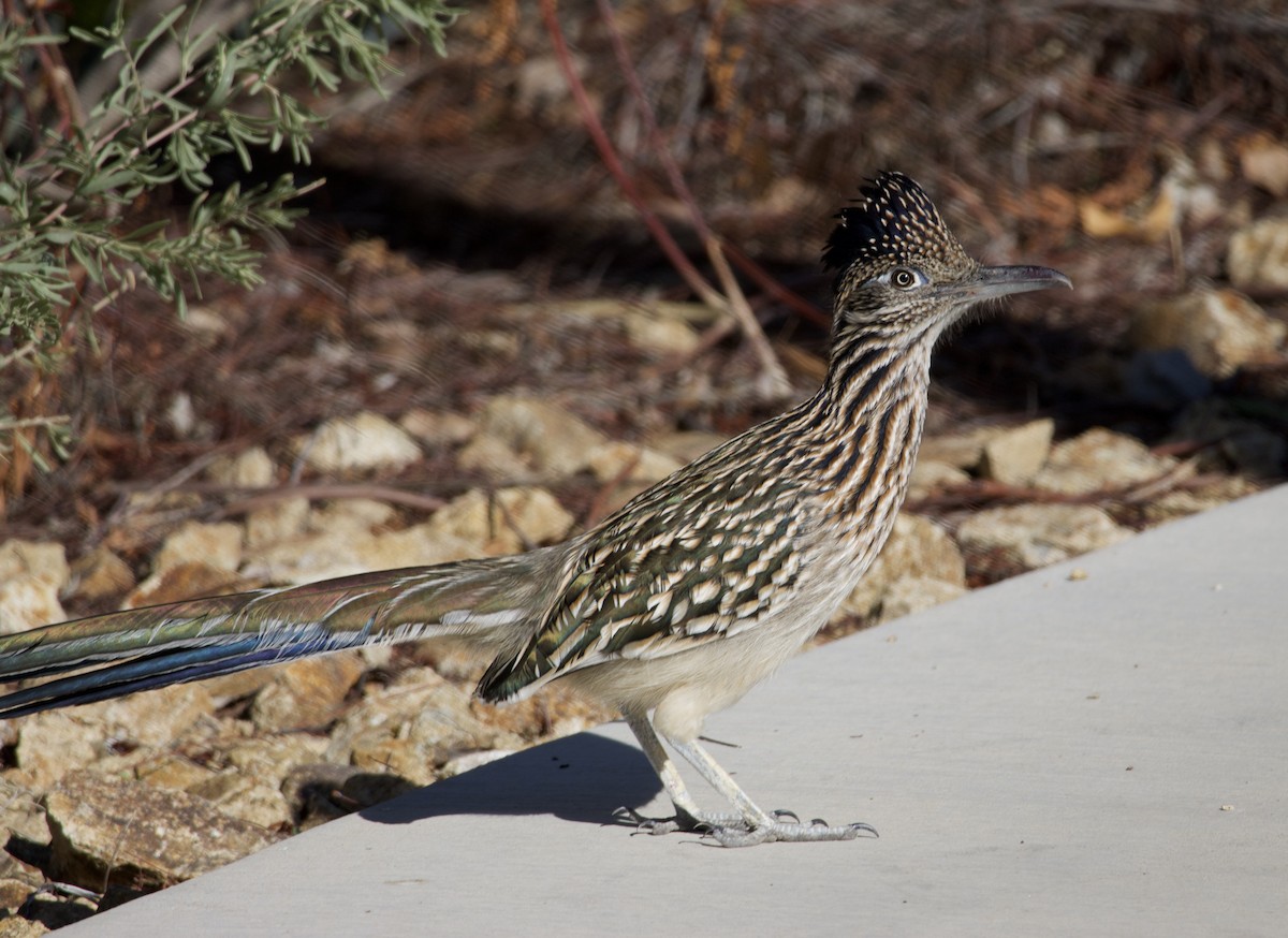 Таязура-подорожник каліфорнійська - ML646700818