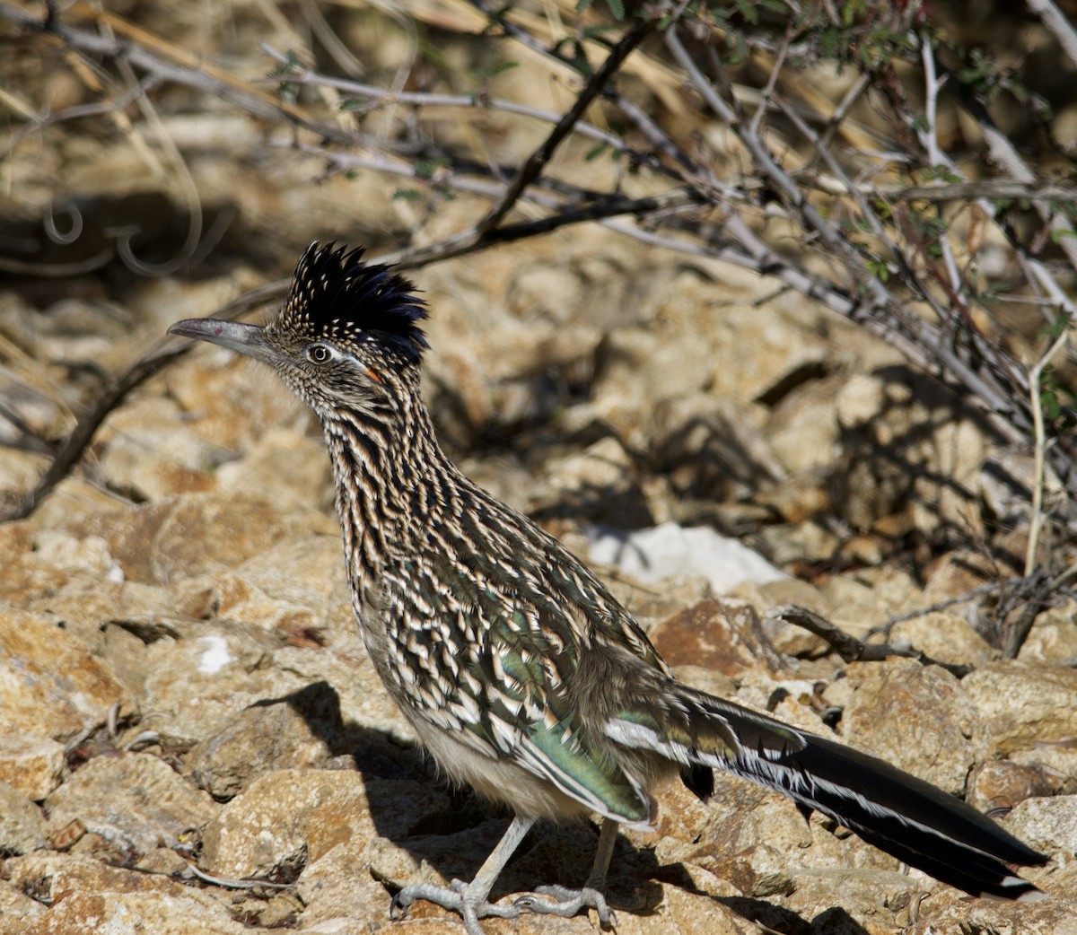 Таязура-подорожник каліфорнійська - ML646700819