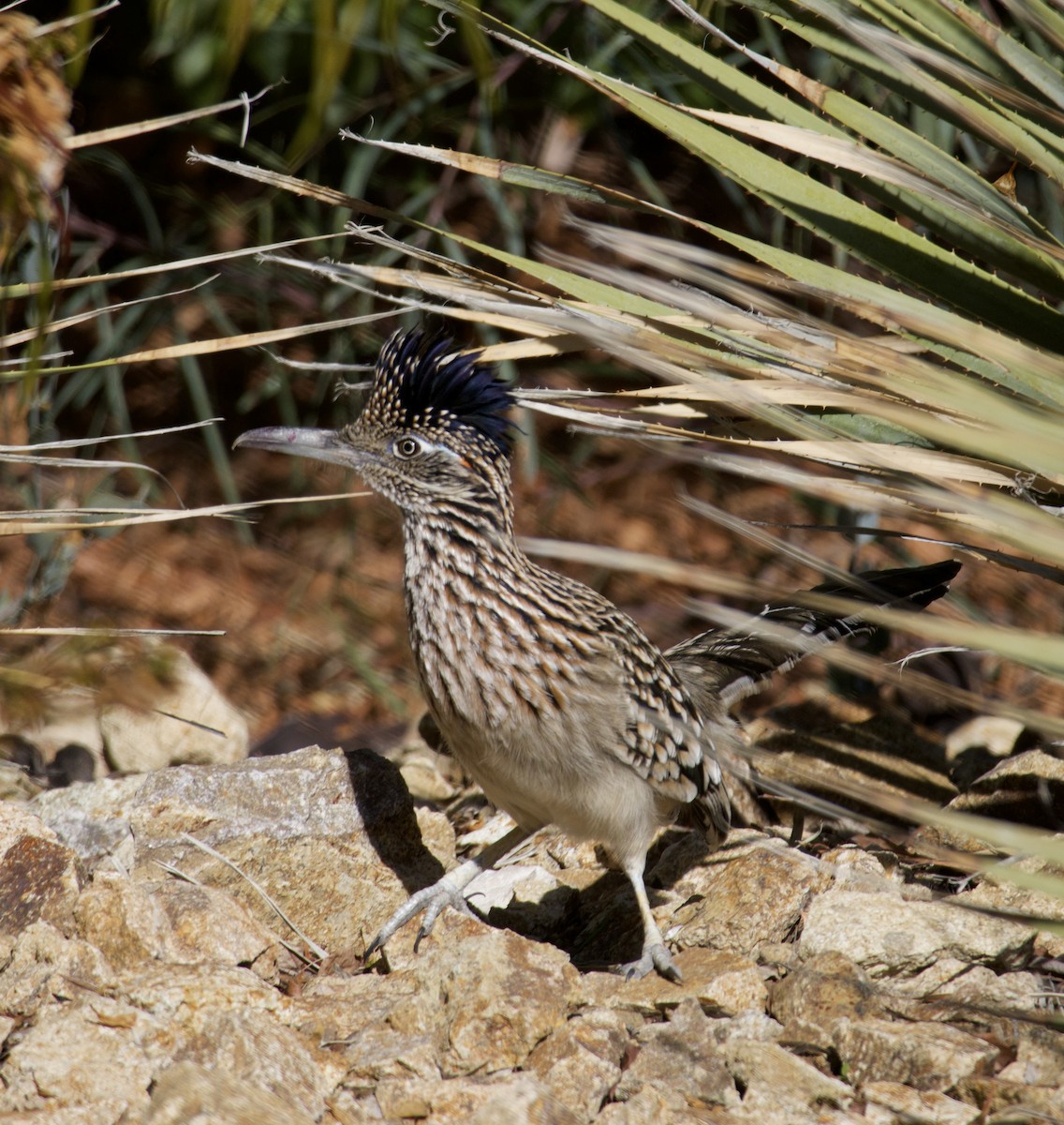 Таязура-подорожник каліфорнійська - ML646700820