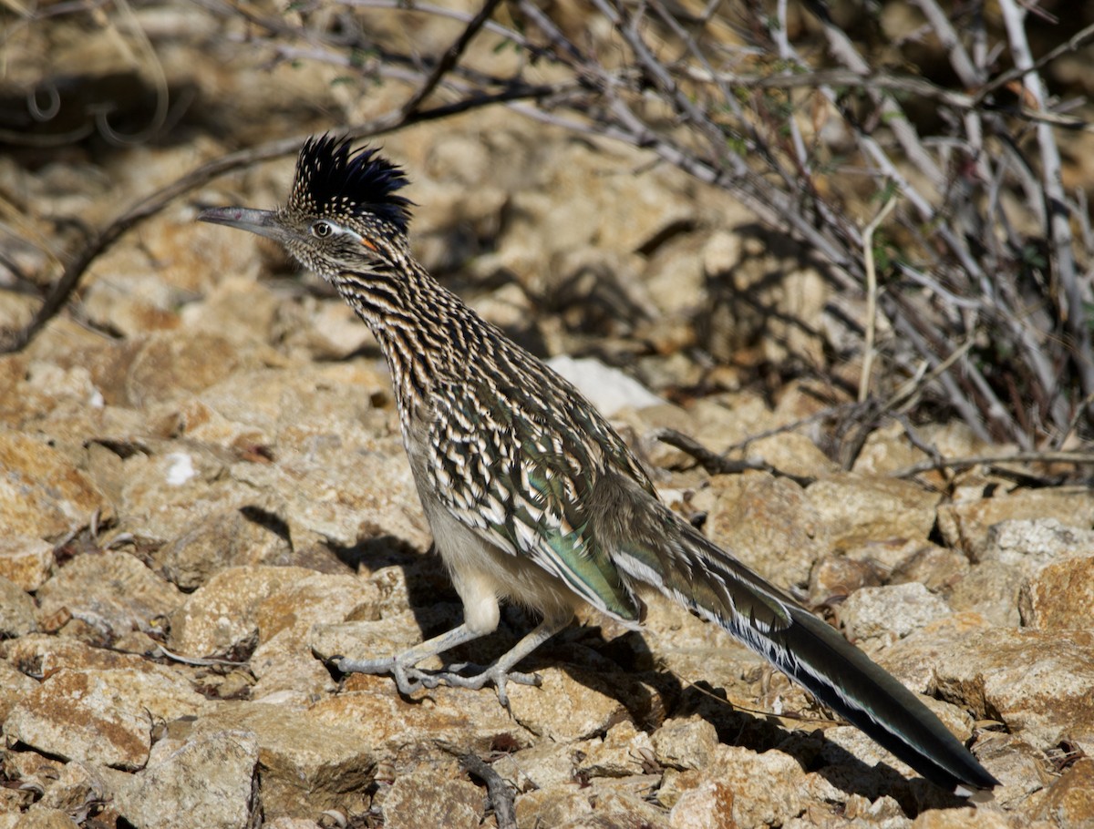 Таязура-подорожник каліфорнійська - ML646700821
