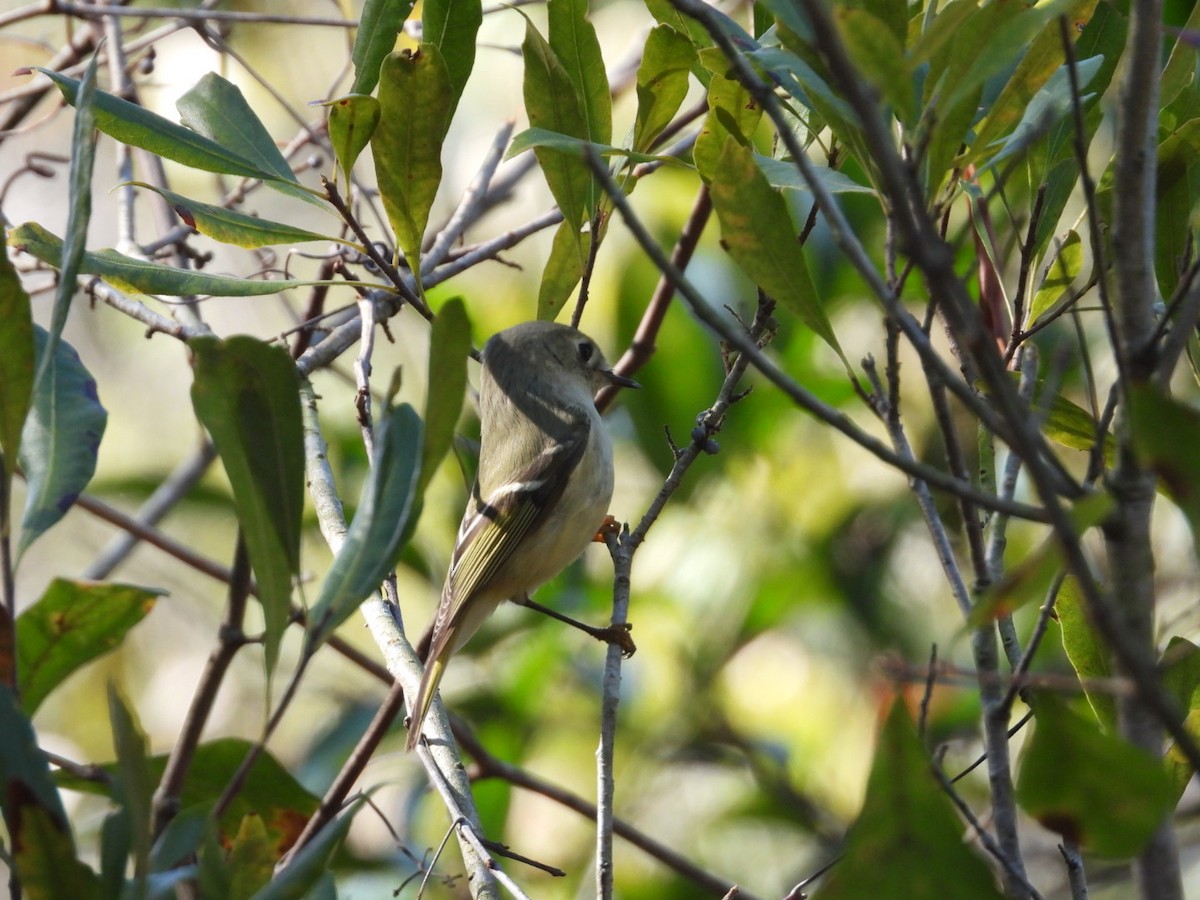 Золотомушка рубіновочуба - ML646700822