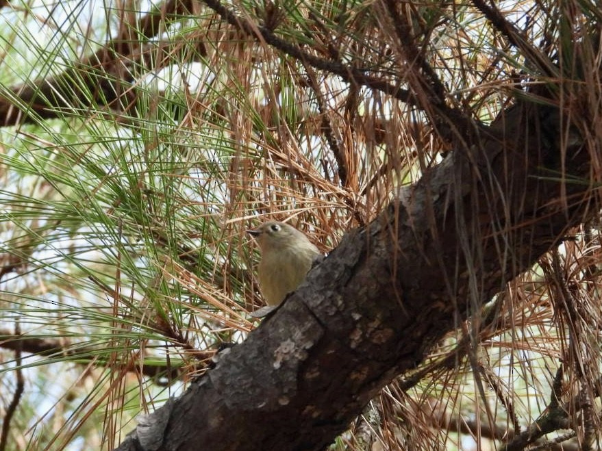 Золотомушка рубіновочуба - ML646700823