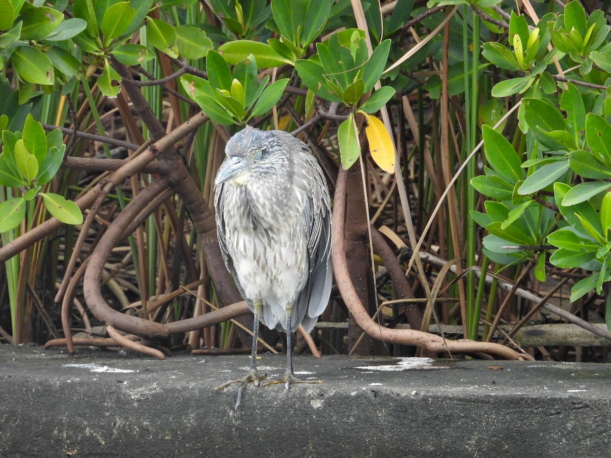 Квак чорногорлий - ML646700824