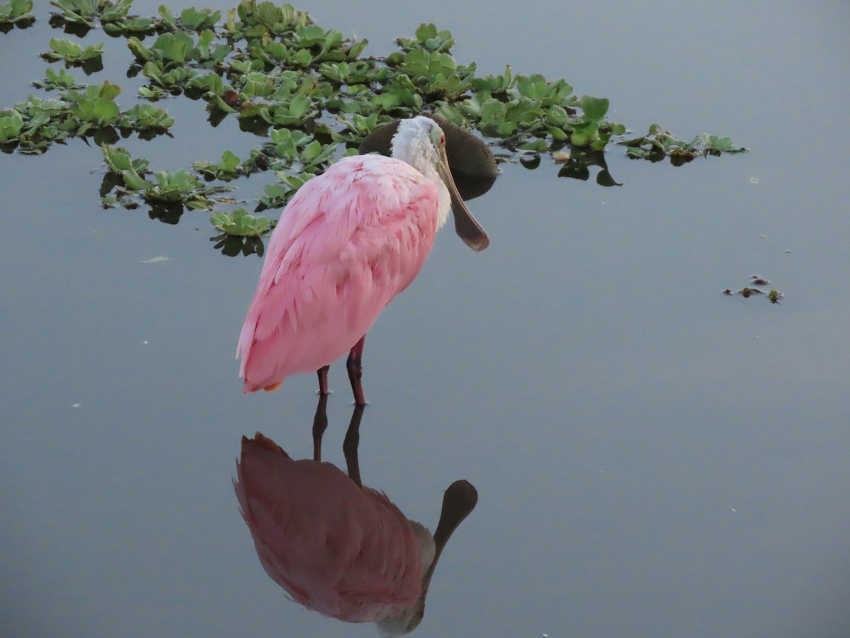 Косар рожевий - ML646700826
