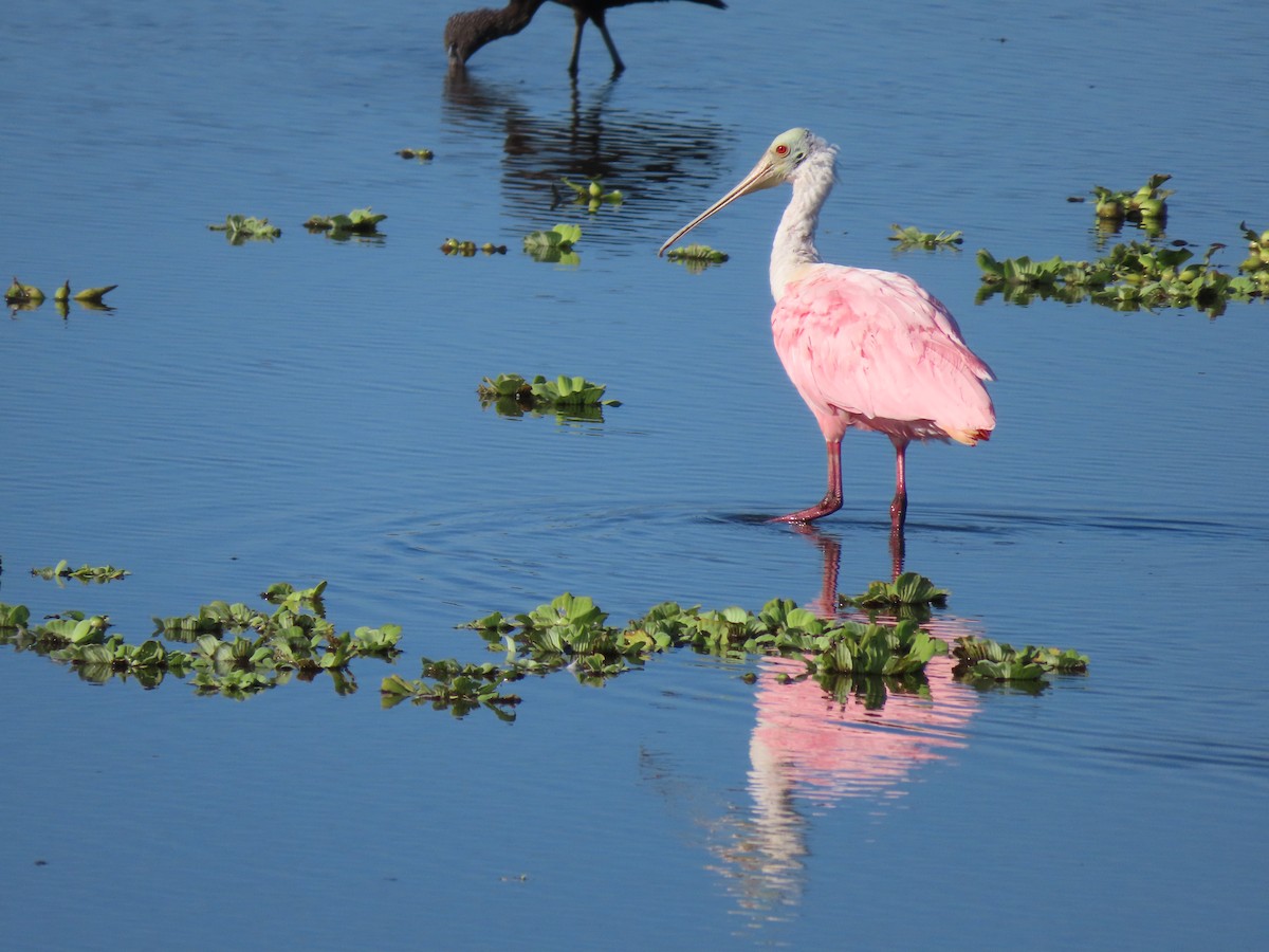Косар рожевий - ML646700827