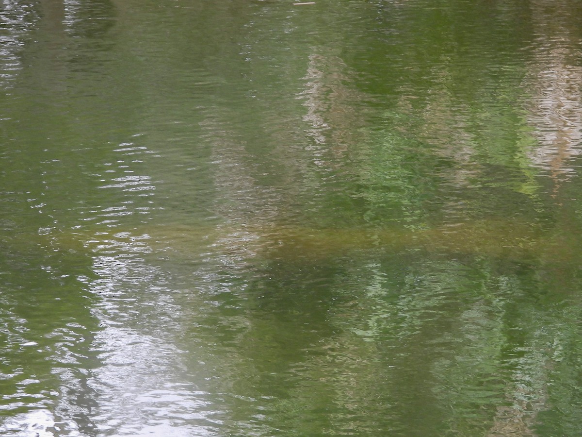 West Indian Manatee - ML646700828