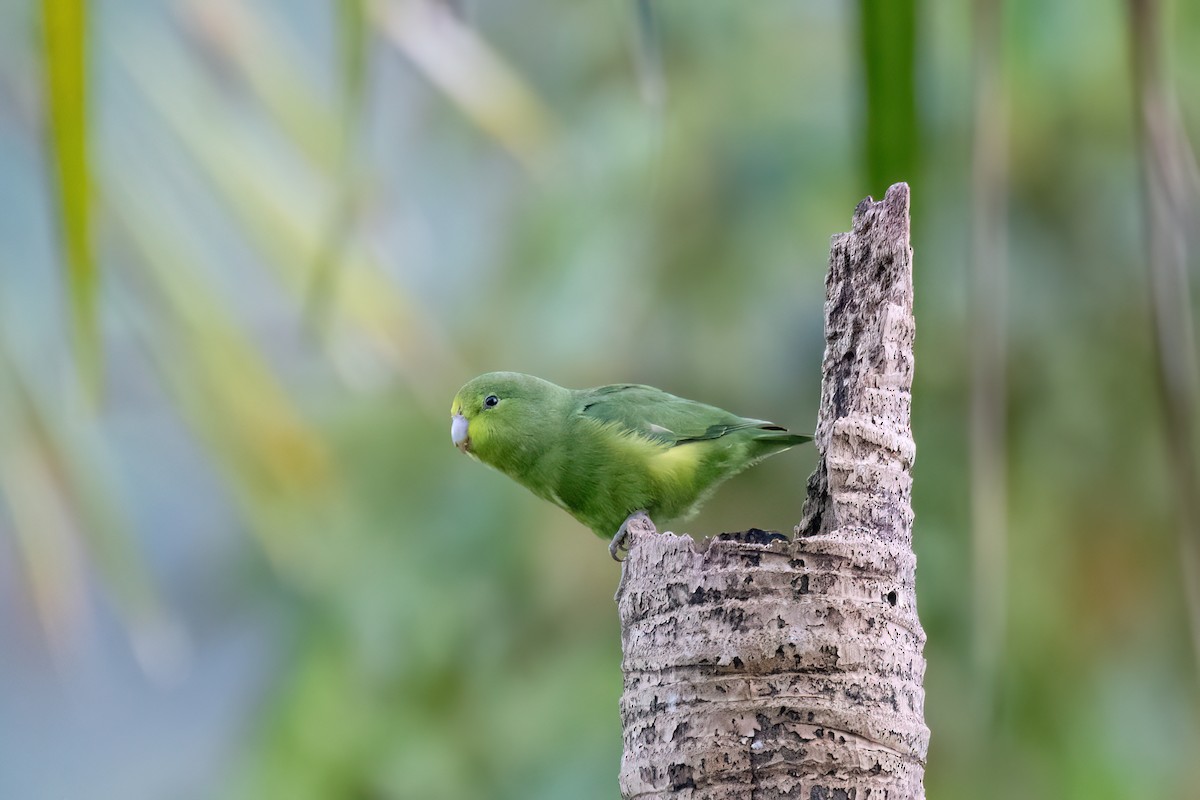 Папуга-горобець синьокрилий - ML646700829