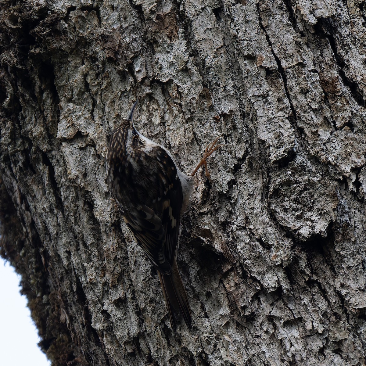 Підкоришник американський - ML646700830