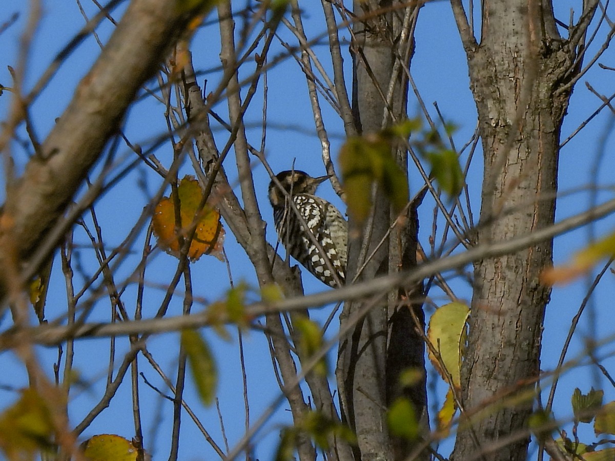 Дятел техаський - ML646700831