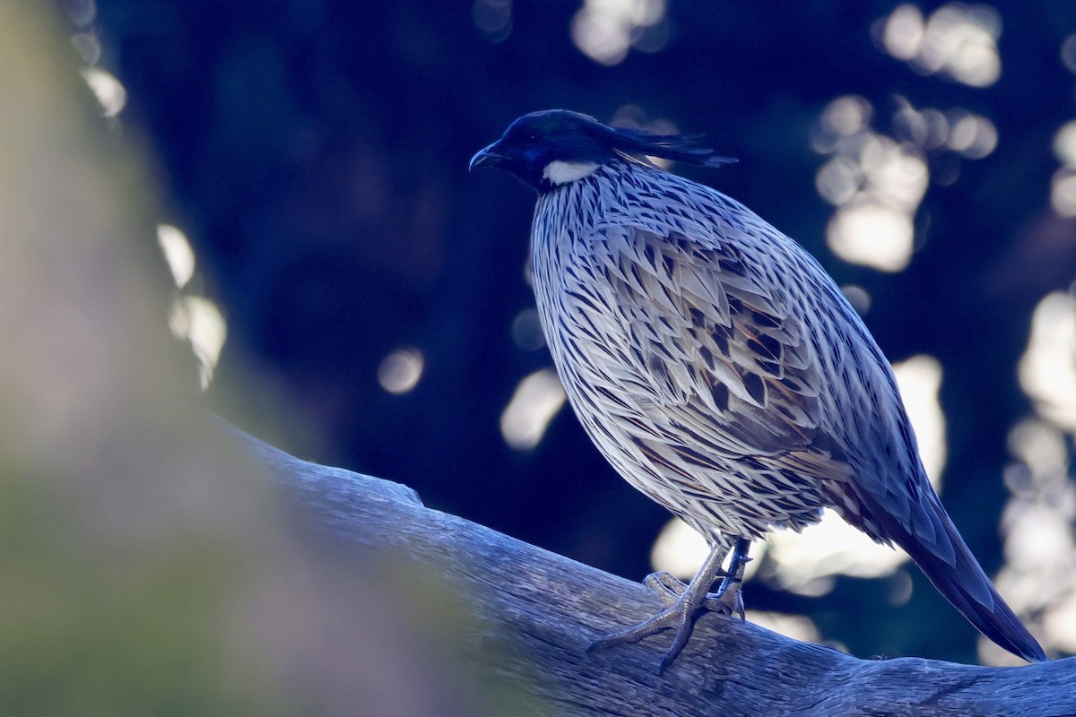 Коклас - ML646700832