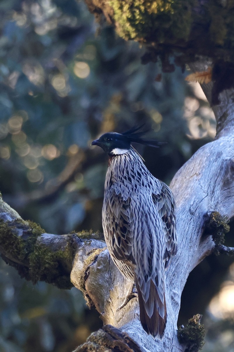 Коклас - ML646700833