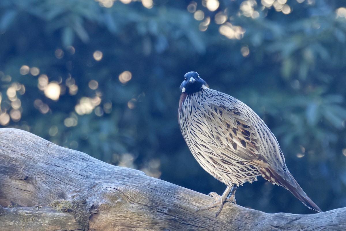 ミノキジ - ML646700834