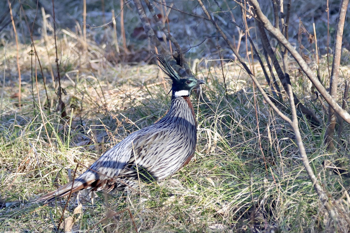 ミノキジ - ML646700835